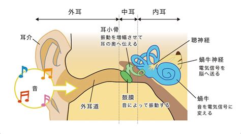 右耳 耳鳴|耳鳴りが続く・めまいが起こる耳の病気 原因や症状。